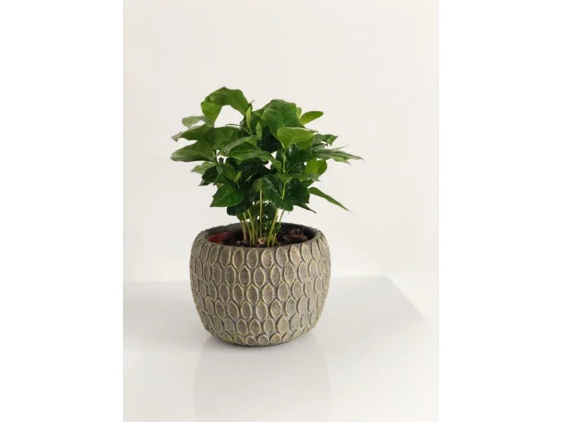 Grøn plante i dekorativ, mønstret havekrukke på hvid baggrund