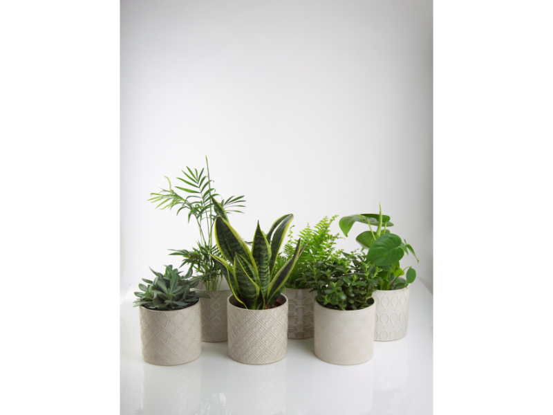 Mabella Urtepotte keramik - creme hvid